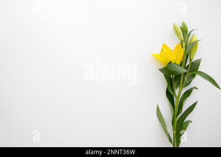 fleurs de nénuphars jaunes sur fond blanc Banque D'Images