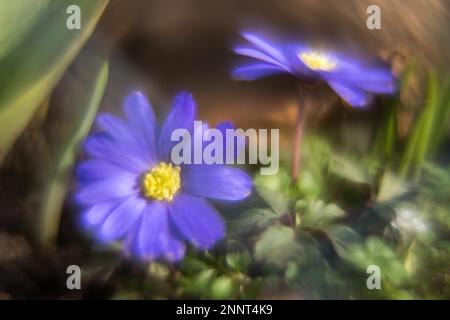 Fleur de vent grecque bleue (Anemone blanda), pittoresque, impressionniste, Hesse, Allemagne Banque D'Images