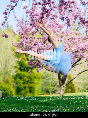 Ballerine en robe bleue sous cerisiers en fleurs, parc Battle point, île de Bainbridge, Washington, États-Unis Banque D'Images