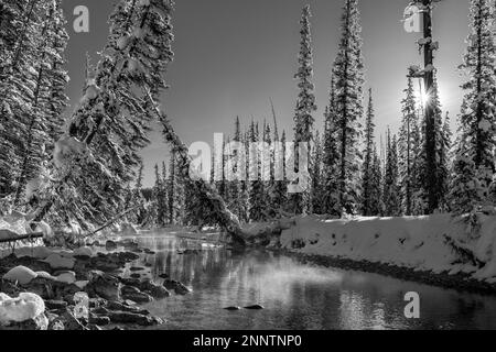 Ruisseau Misty qui coule dans une forêt enneigée en noir et blanc, chenal de la rivière Bow, Lake Louise, Alberta, Canada Banque D'Images