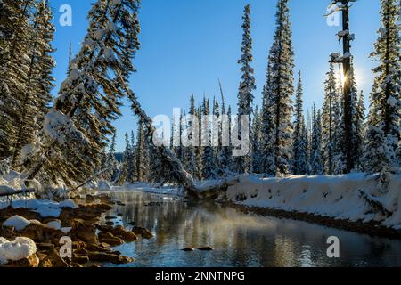 Misty Creek qui coule à travers la forêt enneigée, chenal de la rivière Bow, Lake Louise, Alberta, Canada Banque D'Images