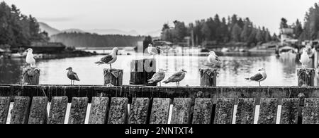 Mouettes perçant sur le quai en noir et blanc, Tofino Marina, Tofino (Colombie-Britannique), Canada Banque D'Images