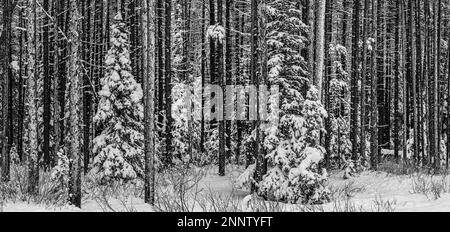 Forêt Evergreen avec neige en hiver en noir et blanc, Alberta, Canada Banque D'Images