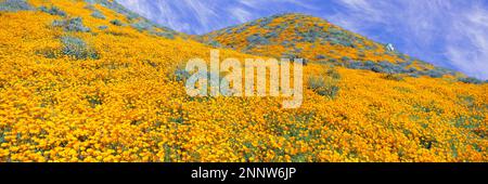 California coquelicot (Eschscholzia californica) super bloom, montagnes Temescal, Comté de Riverside, Californie, États-Unis Banque D'Images