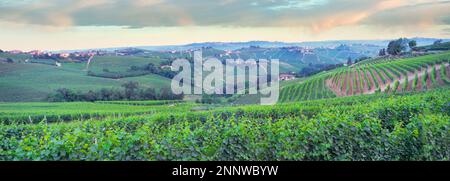 Vignobles Nebbiolo entre Barolo et Monforte Dalba, Cuneo, Piémont, Italie Banque D'Images