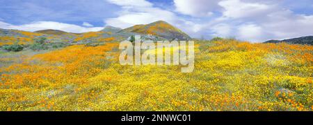 Fleurs jaunes et oranges pendant la super floraison, montagnes Temescal, Comté de Riverside, Californie, États-Unis Banque D'Images