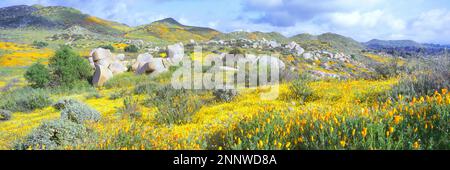 Superbloom de fleurs sauvages, montagnes Temescal, Comté de Riverside, Californie, États-Unis Banque D'Images