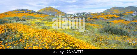 California coquelicot (Eschscholzia californica) super bloom, montagnes Temescal, Comté de Riverside, Californie, États-Unis Banque D'Images