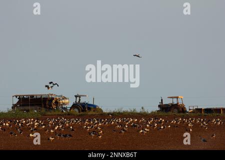 La Bernache de Magpie se nourrissant de patates douces qui ont été labourées en Anseranas semipalmata Bundaberg Australie Banque D'Images