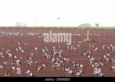 La Bernache de Magpie se nourrissant de patates douces qui ont été labourées en Anseranas semipalmata Bundaberg Australie Banque D'Images