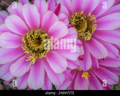Fleurs de cactus de Trichocereus rose gros plan Banque D'Images