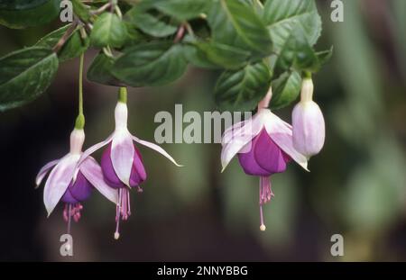 GROS PLAN DE FLEURS DE MAUVE ET DE FUCHSIA BLANC. Banque D'Images