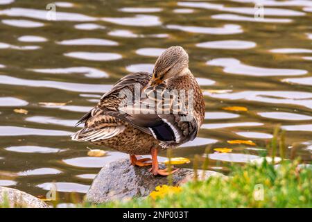 Canard colvert femelle (Anas platyrhynchos) nettoyant ses plumes sur un étang Banque D'Images