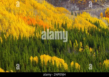 Paysage d'automne avec forêt, Durango, Colorado, Etats-Unis Banque D'Images