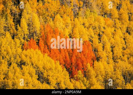 Paysage d'automne avec forêt, Durango, Colorado, Etats-Unis Banque D'Images