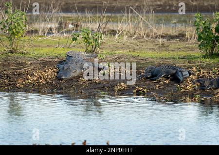 Alligators américains profitant de la chaleur du soleil sur la rive du lac en Floride. Banque D'Images