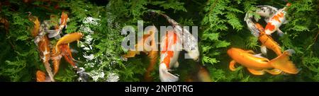 Vue sur le poisson Koi dans l'étang Banque D'Images