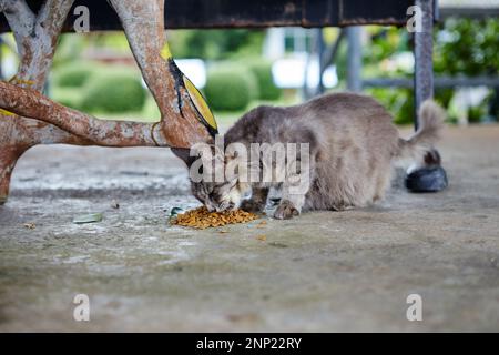 Chat enceinte mangeant sur le sol en ciment Banque D'Images