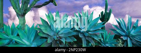 Agave (Agave havardiana) plante dans le désert et Chisos montagnes en arrière-plan, parc national de Big Bend, Texas, États-Unis Banque D'Images