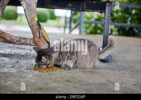 Chat enceinte mangeant sur le sol en ciment Banque D'Images