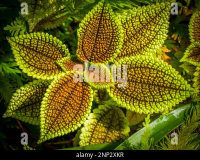 Gros plan de Moon Valley (Pilea mollis) Banque D'Images