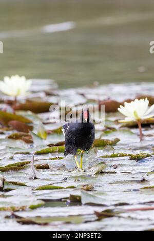 Moorhen [ Gallinula chloropus ] recherche de nourriture sur les coussins de nénuphars au lac de pêche dans Somerset , Royaume-Uni Banque D'Images