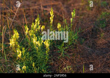 Fleurs jaunes Melilotus dans la prairie, herbe pâle, douce lumière du soir. Banque D'Images