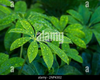 Gros plan de schefflera humide Banque D'Images