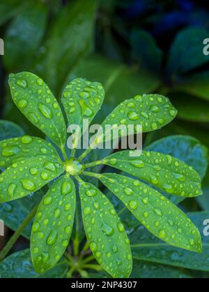 Gros plan de schefflera humide Banque D'Images