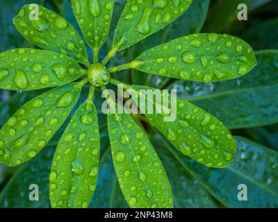 Gros plan de schefflera humide Banque D'Images