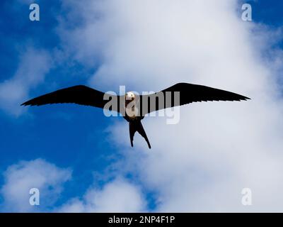 Photo à angle bas de Frigate vol d'oiseau, île de Genovesa, Galapagos, Équateur Banque D'Images