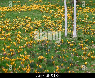 Grand crocus hollandais doré jaune vu fleurir dans la pelouse du jardin en hiver. Banque D'Images