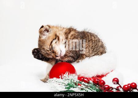 Un petit chaton dans un chapeau du Père Noël se lave dans la neige à côté d'une branche de Noël et d'un ballon rouge. Concept Noël et nouvel an. Animaux de Noël Banque D'Images