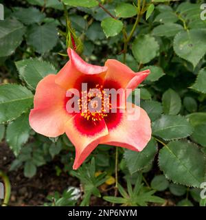 Gros plan de Persican hybride unique fleur rose rouge et rose deux tons, 'pour vos yeux seulement' (Floribunda Rose), Royaume-Uni Banque D'Images