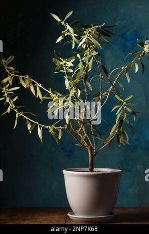 Un petit olivier fleuri sur une table en bois dans un style rustique Banque D'Images