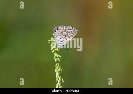 papillon à imprimé zèbre sur une plante verte, bleu à queue courte de Lang, Leptotes pirithous Banque D'Images