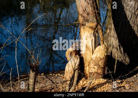 Tronc de l'arbre endommagé par un castor Banque D'Images