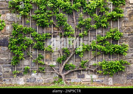 Plante grimpant sur un cadre boisé attaché à un vieux mur de pierre dans un parc Banque D'Images