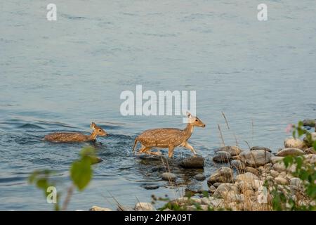 la famille des cerfs tacherés, des cerfs du chital ou des cerfs de l'axe dans un troupeau ou un groupe traversant la rivière ramganga au parc national de dhikala jim corbett, réserve de tigres de la forêt terai Banque D'Images