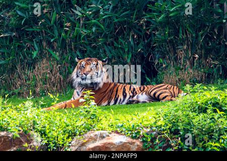 Tigre de Sumatra couché dans l'herbe, vu en profil Banque D'Images