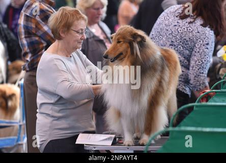 Photo de dossier datée du 12/3/2016 d'un Collie rugueux en préparation pour exposition pendant le troisième jour de Crufts 2016 au NEC, Birmingham. Le collie rude est confronté à un avenir incertain suite à une forte baisse de popularité de la race, qui enregistre ses plus faibles chiffres depuis plus de 75 ans. La race est maintenant sur le point d'être classée comme « à risque » par le Kennel Club, qui surveille les races dont le nombre est en baisse au Royaume-Uni. Date de publication : dimanche 26 février 2023. Banque D'Images