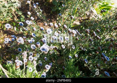Globularia alypum en fleur dans le sud de la France Banque D'Images