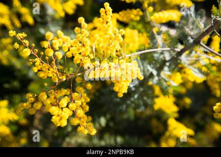 Acacia (Mimosa) huiseyana Purpurea fleurit dans un rayon de soleil. Banque D'Images