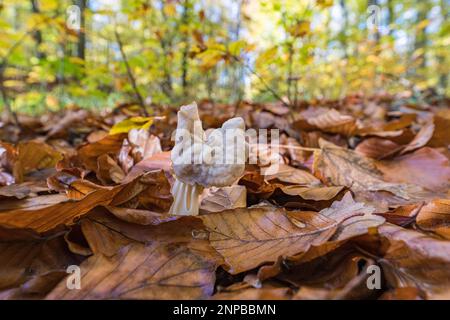 Le champignon Helvella crispa, également connu sous le nom de selle blanche, selle d'ailerons ou d'helvel commun. Souvent décrit comme un champignon comestible. Banque D'Images