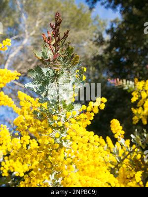 Acacia (Mimosa) huiseyana Purpurea feuille et fleurs. Banque D'Images
