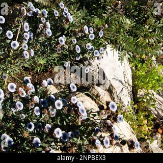 Globularia alypum en fleur dans le sud de la France Banque D'Images