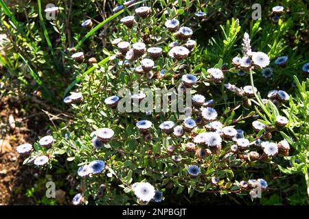 Globularia alypum en fleur dans le sud de la France Banque D'Images