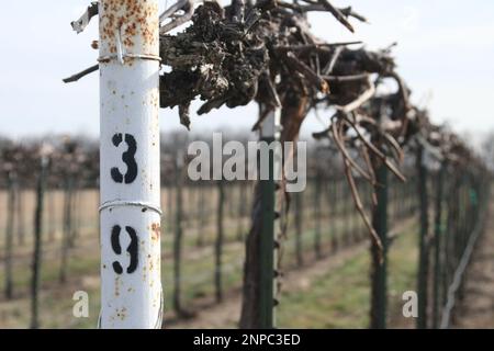 3M Vineyard and Farms à St. James, Missouri, Etats-Unis Cannes à vin. Banque D'Images