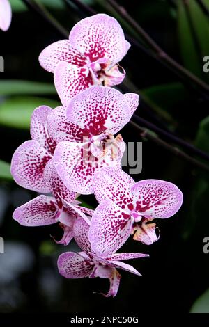 Orchidées de phalaenopsis pourpres et blanches mouchetées en fleur. Banque D'Images
