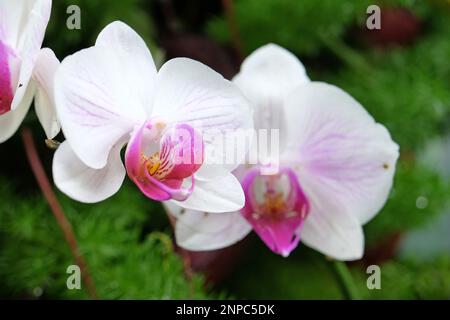Orchidées de papillon rose pastel de phalaenopsis en fleur. Banque D'Images